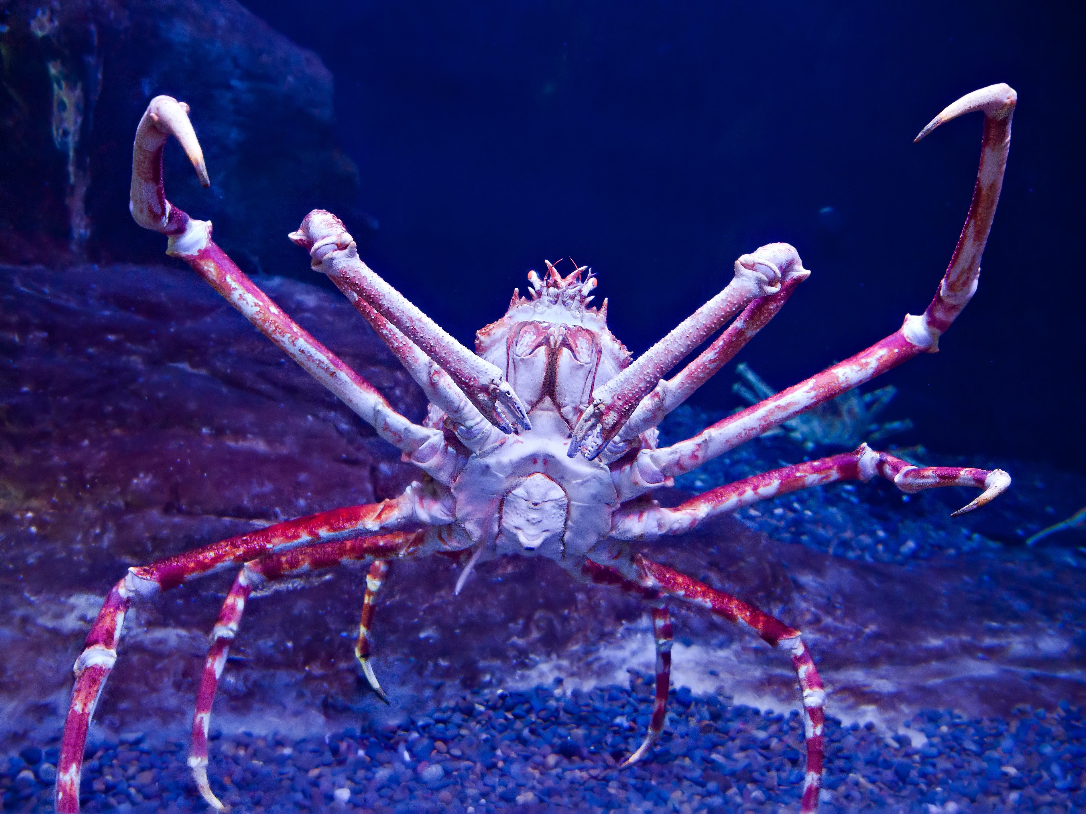 Large spider crab with agelong legs successful an aquarium setting