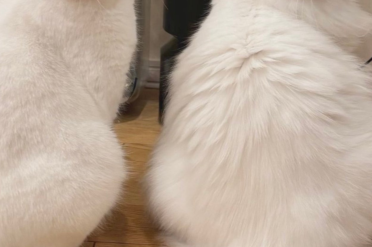 くうちゃん（右）とねるくん（左）／飼い主さんのX（@_ku_nel_）より