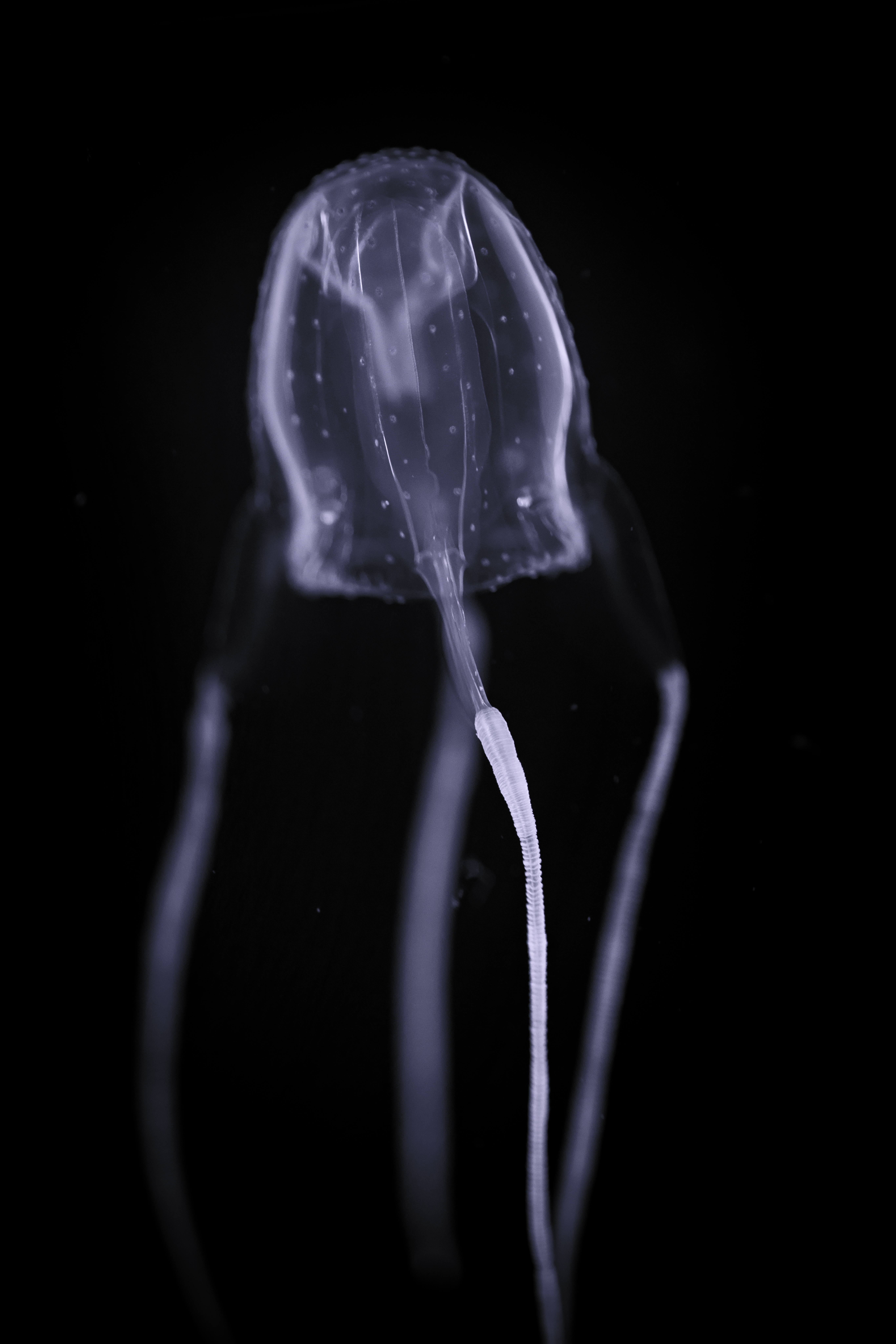 Translucent jellyfish with long, bladed tentacles successful a acheronian underwater setting
