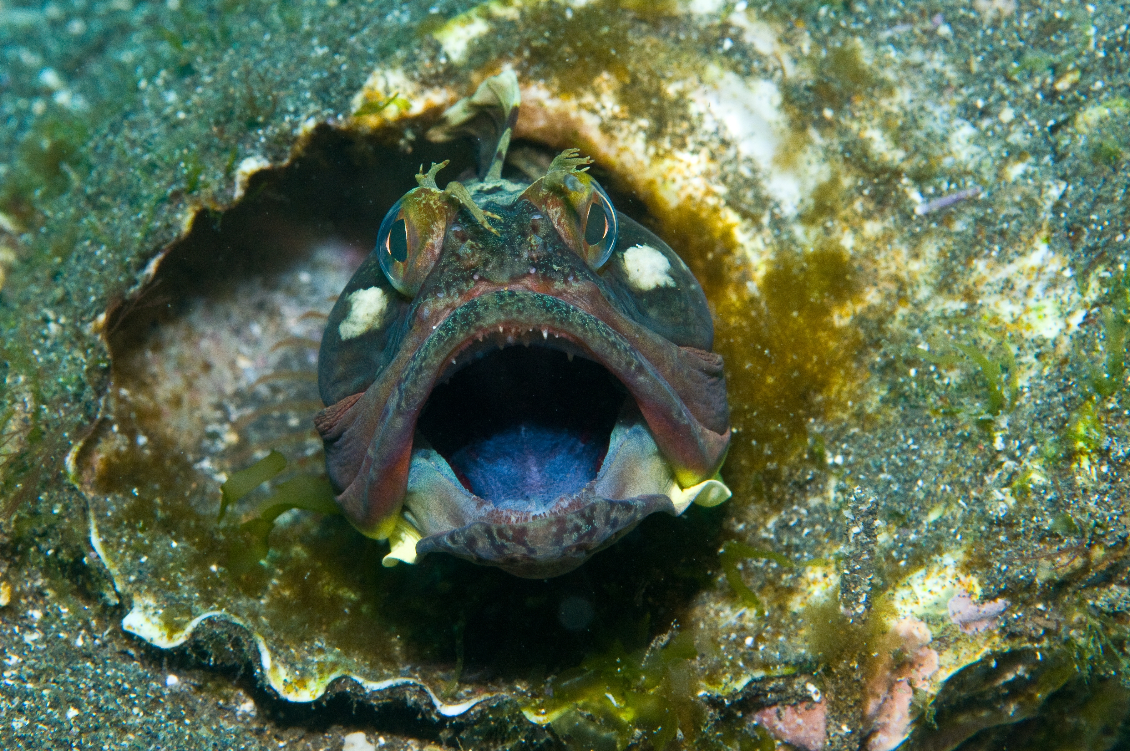 Fish with unfastened rima peeking from a shell, displaying vibrant fins and elaborate features connected marine seabed