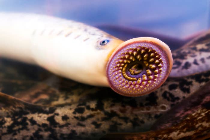 Close-up of a lamprey showing its circular, tooth-filled mouth. The assemblage  is eel-like and partially visible