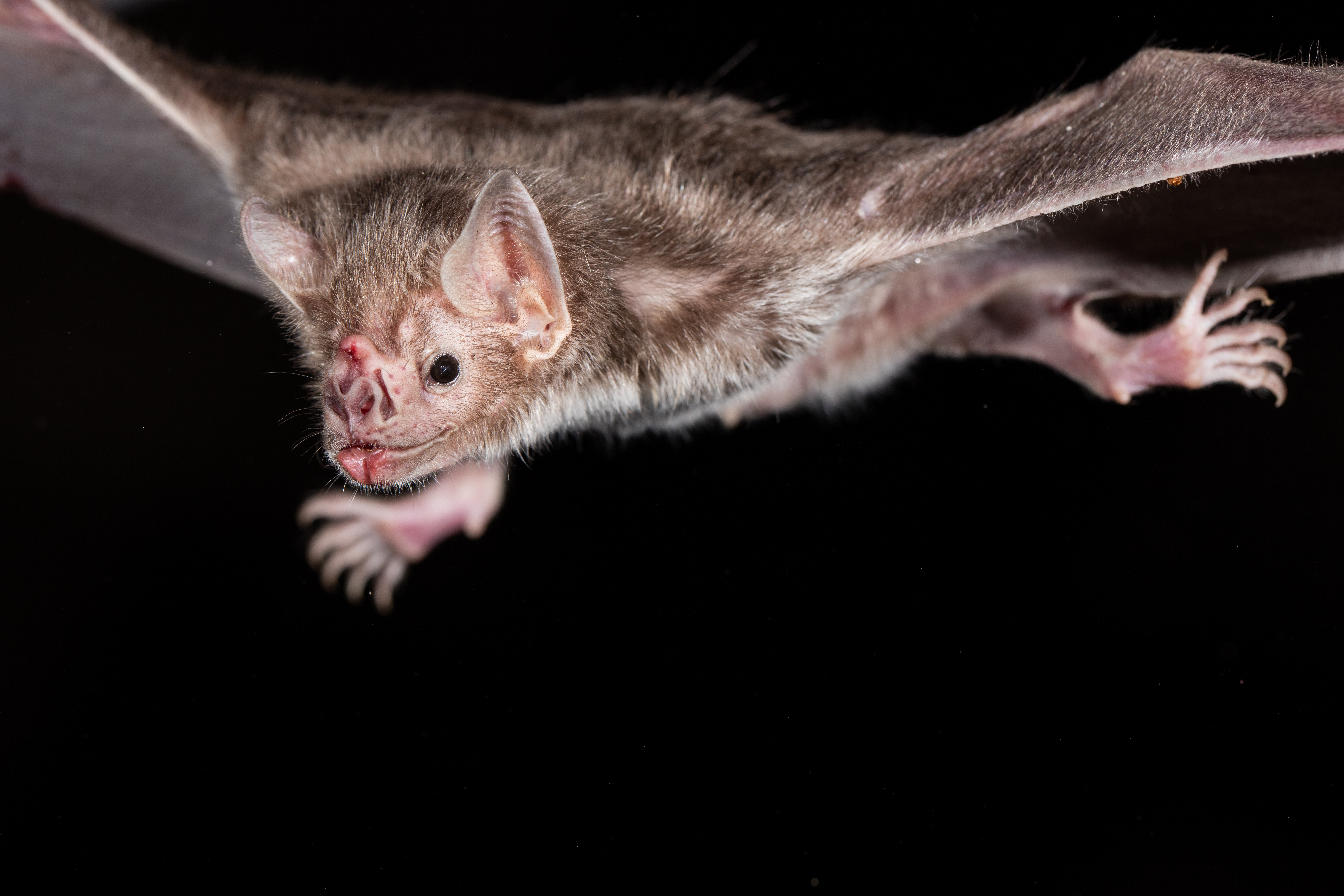 A close-up of a vampire bat mid-flight against a achromatic background, showcasing its facial features and partially unfastened wings