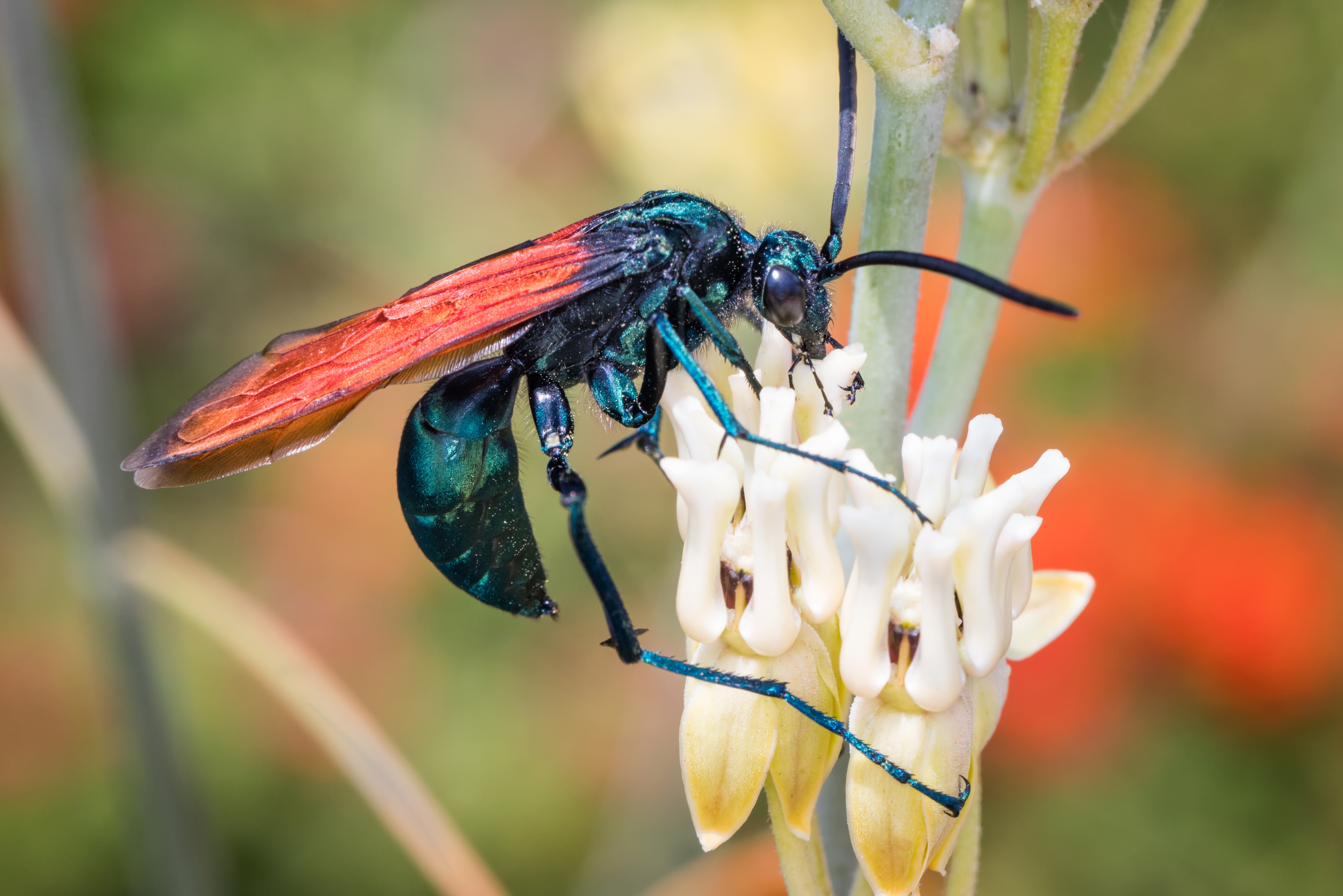 A metallic bluish and reddish wasp is perched connected achromatic flowers, feeding