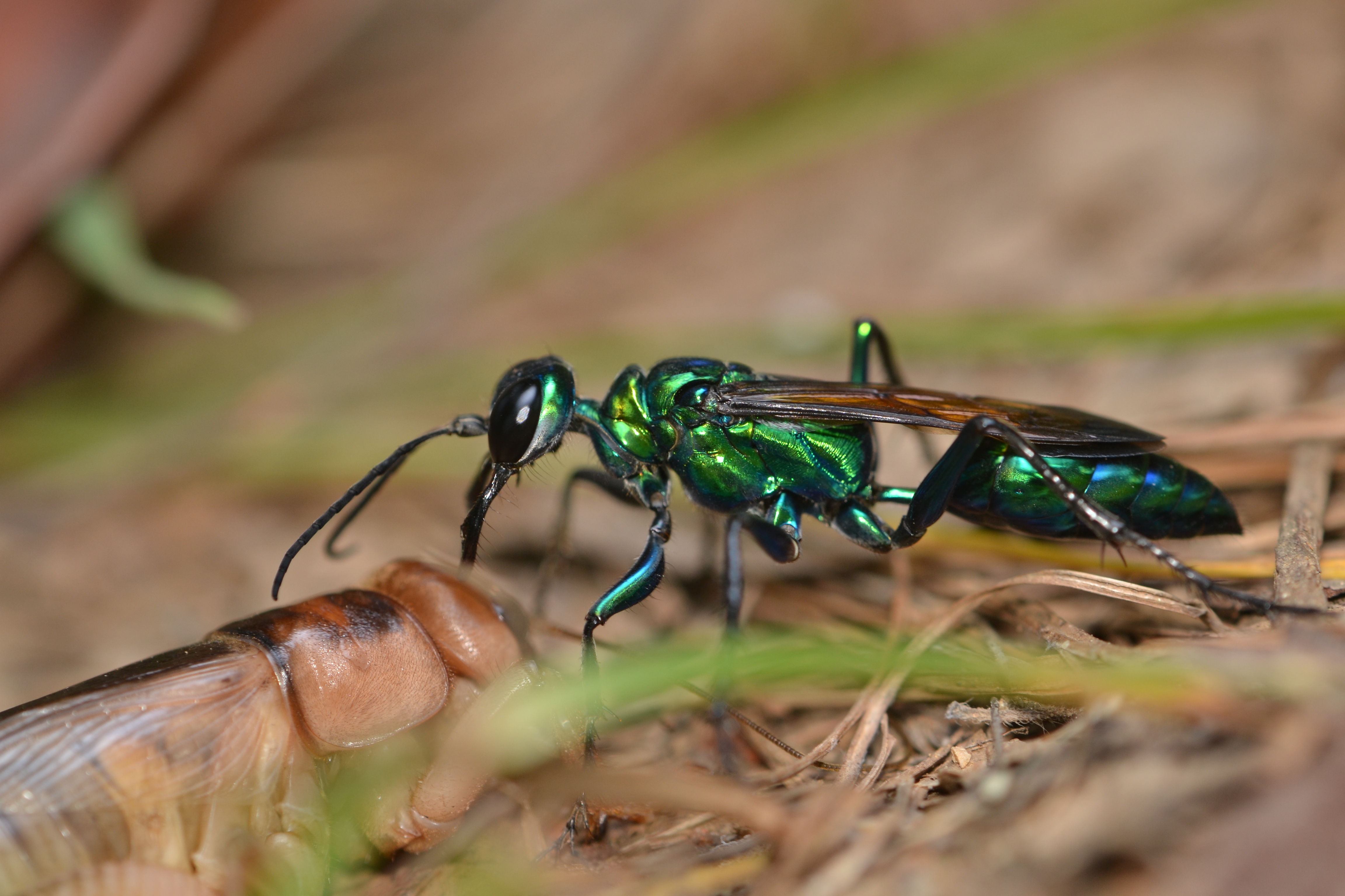 Close-up of a shiny greenish wasp connected the ground