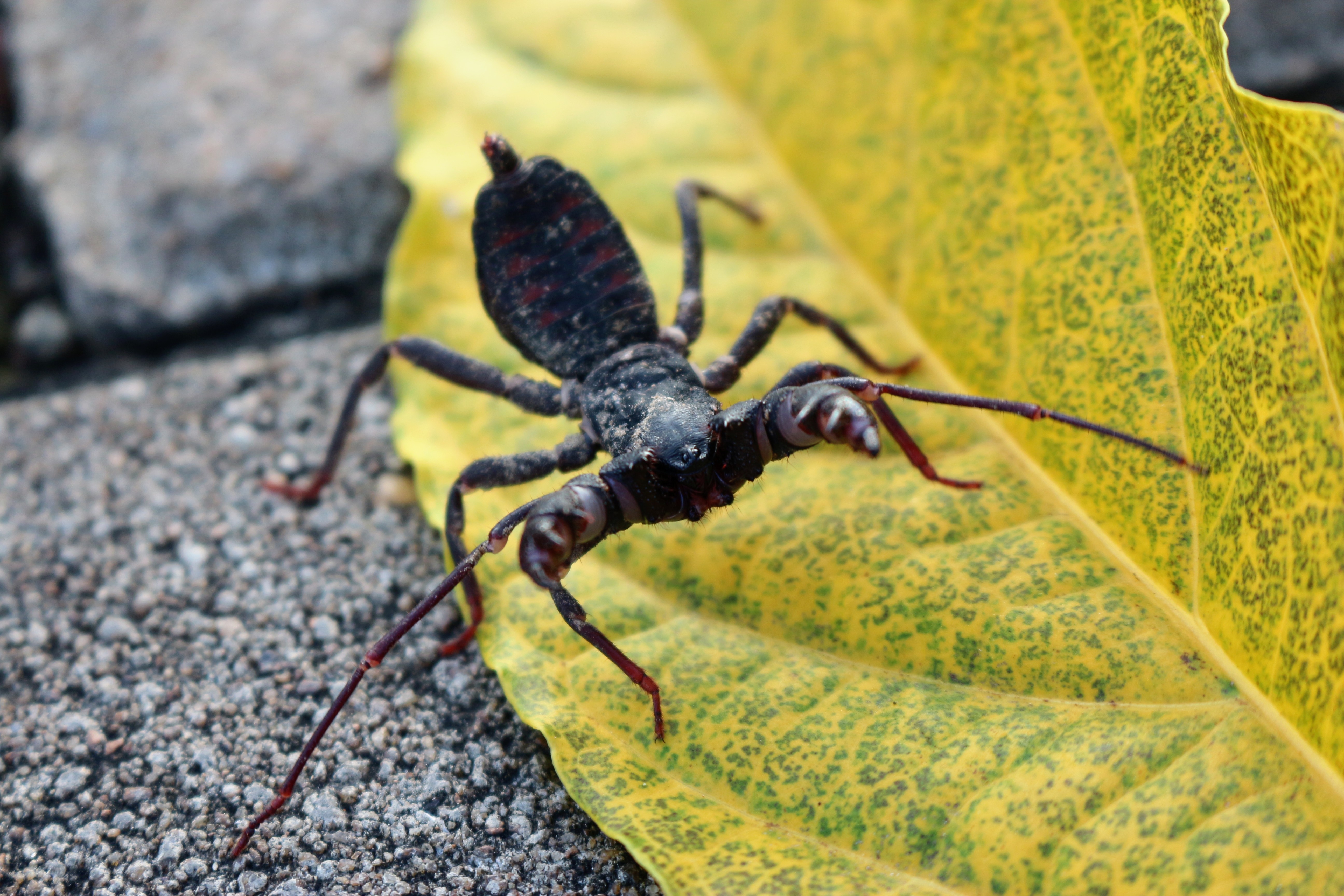 An insect with agelong legs and antennae crawls implicit a ample leafage connected a textured surface