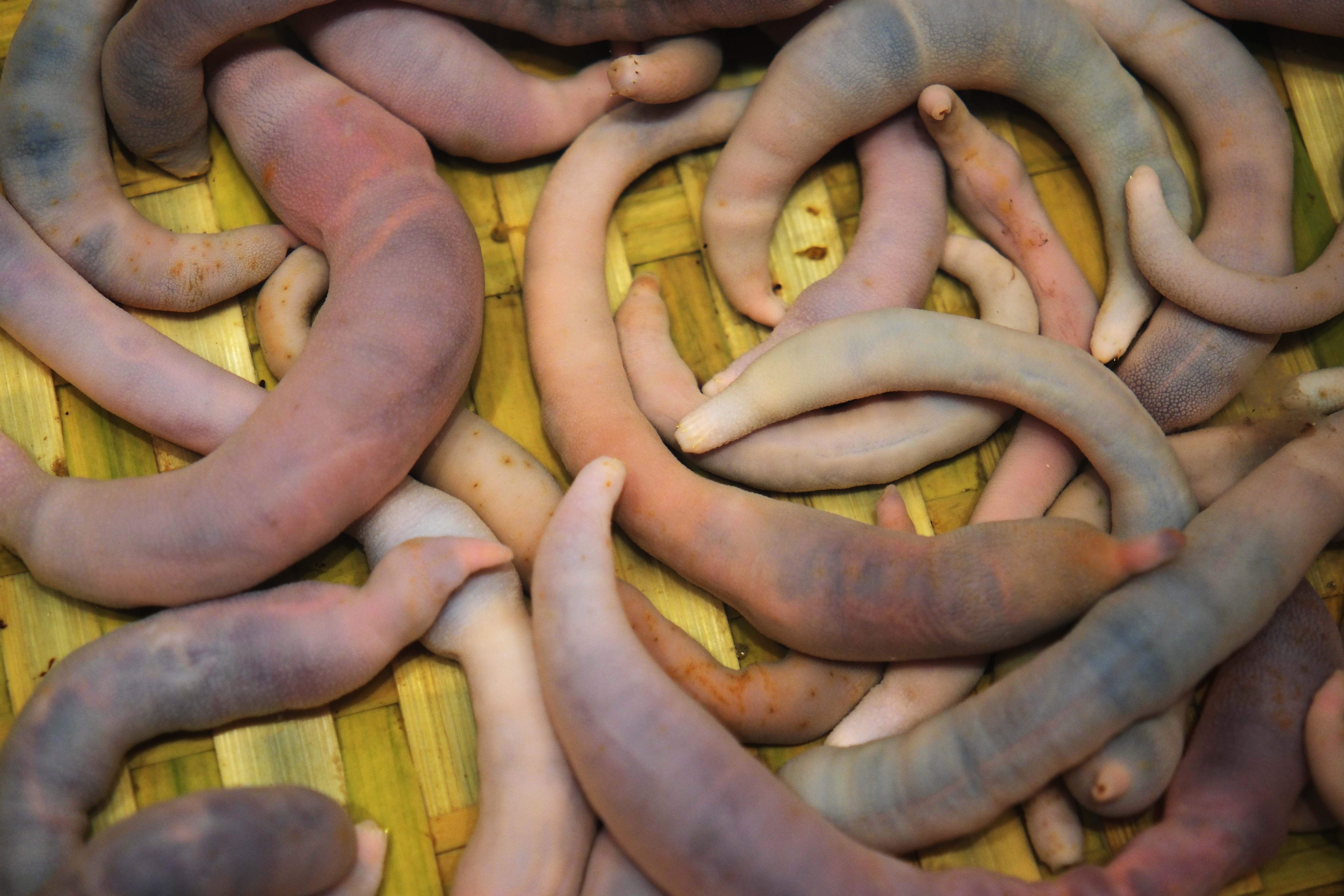 several Urechis unicinctus, marine spoon worm