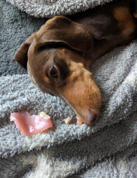 Dog wrapped in a cozy blanket, lying next to small pieces of a pink torn object