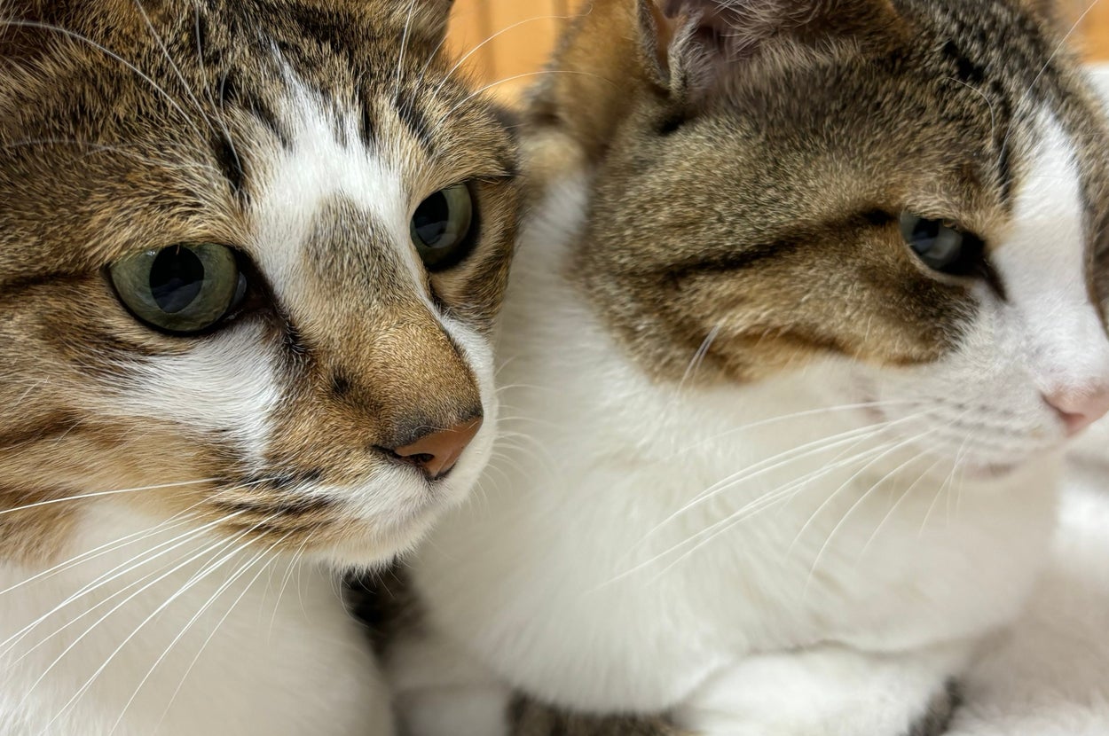 並んで寝そべるレモンちゃん（奥）とソーダくん（手前） / レモンとソーダさんのXアカウント（@remonsoda0901）より