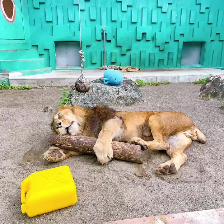 CN5vsPuJ6.jpg?resize=625:625