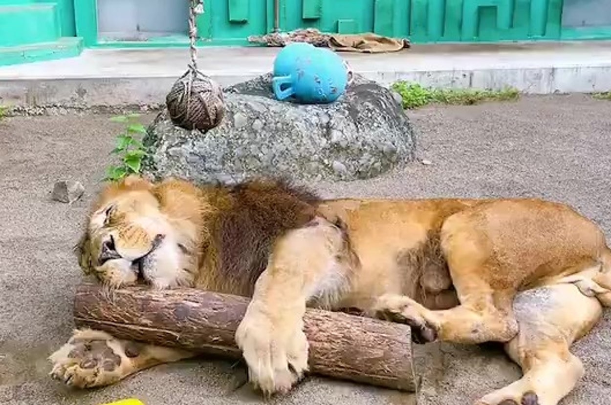 眠っているライオンが木の枝に寄りかかっている動物園の囲い。