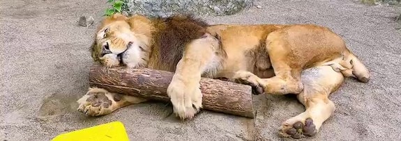 眠っているライオンが木の枝に寄りかかっている動物園の囲い。