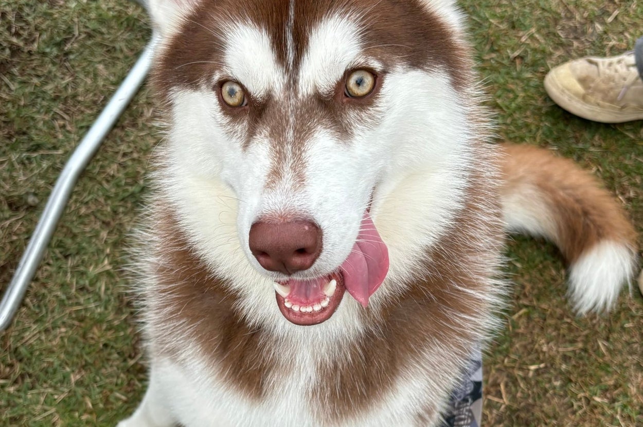 舌を出すぶなちゃん / 飼い主さんのXアカウント（@fukumaru_buna）より