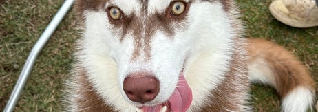 舌を出すぶなちゃん / 飼い主さんのXアカウント（@fukumaru_buna）より