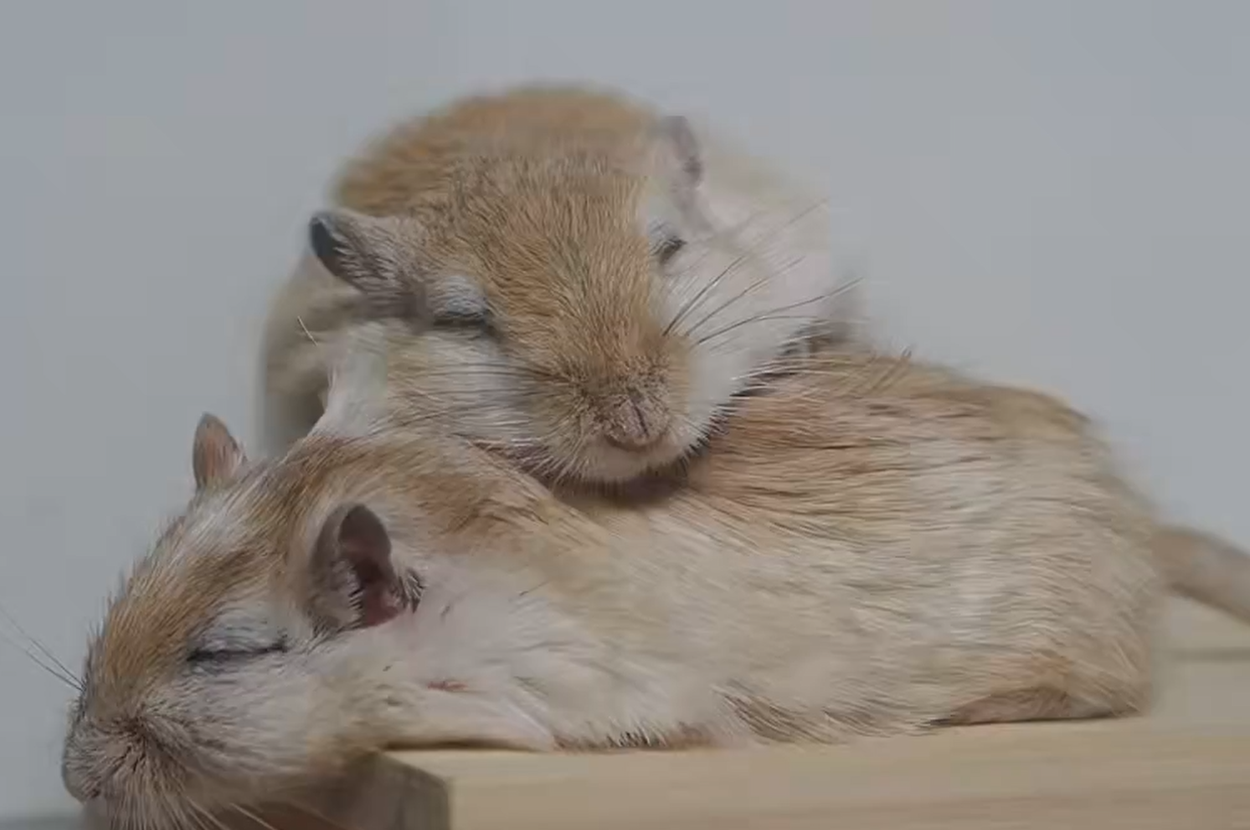 重なって眠るスナネズミの麦くんと黄金丸くん / アイニスさん（@Ay_nihs）のXより