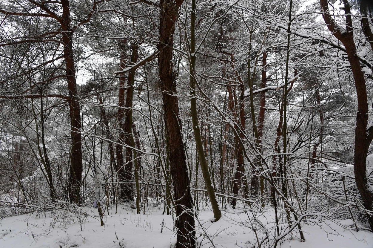 雪の木立に隠れる自衛隊員 陸上自衛隊 秋田駐屯地」の公式X（@JGSDF_akita）より