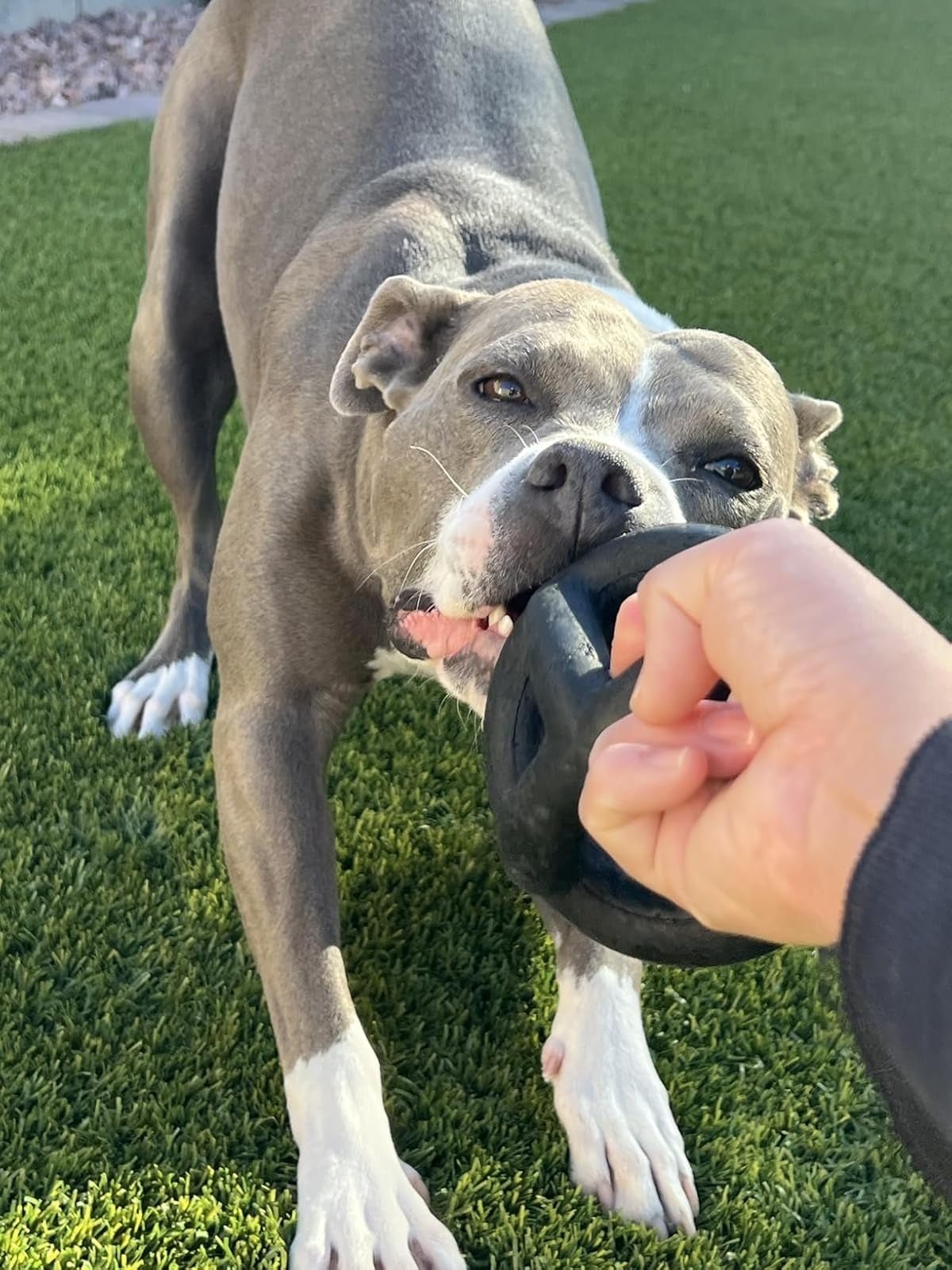 Dog playfully pulls connected  a circular  artifact  held by a idiosyncratic   connected  a writer  surface