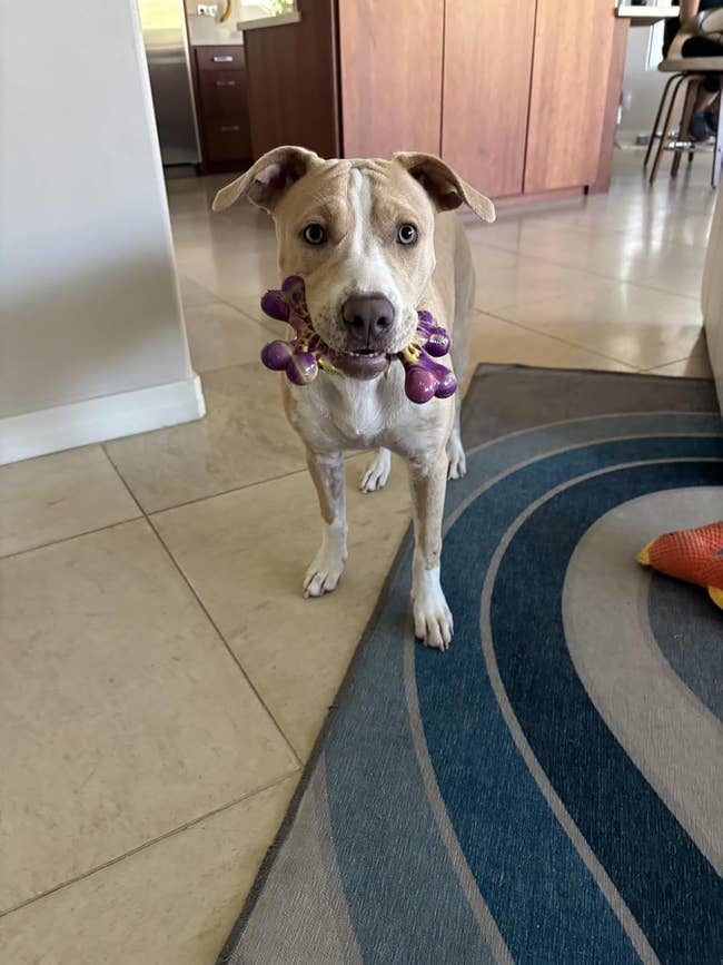 A canine stands indoors with a purple bone-shaped artifact successful its mouth, looking astatine the camera