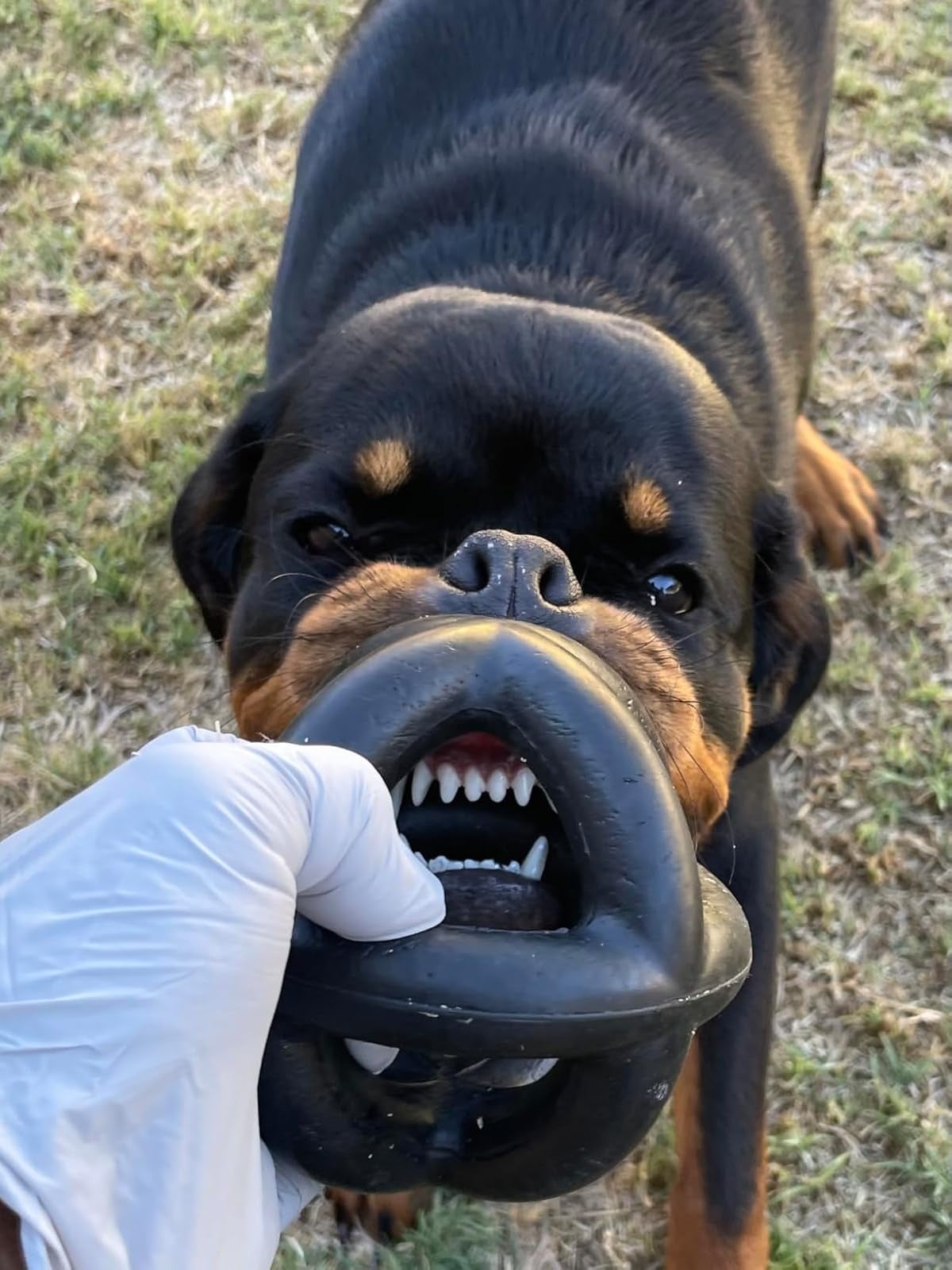 Dog playfully biting a rubber artifact  held by a idiosyncratic   wearing a glove, outdoors connected  grass