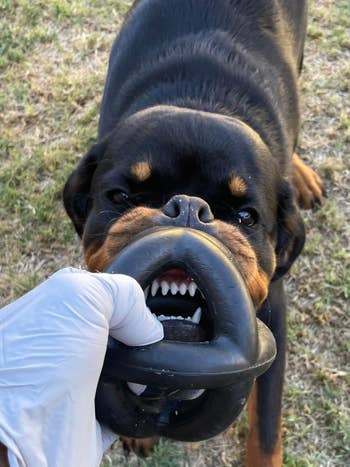 Dog playfully biting a rubber artifact held by a idiosyncratic wearing a glove, outdoors connected grass