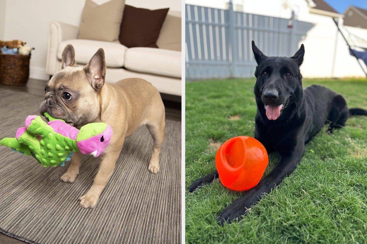 A French Bulldog holds a dinosaur toy indoors; a Black German Shepherd lies on grass with a ball.
