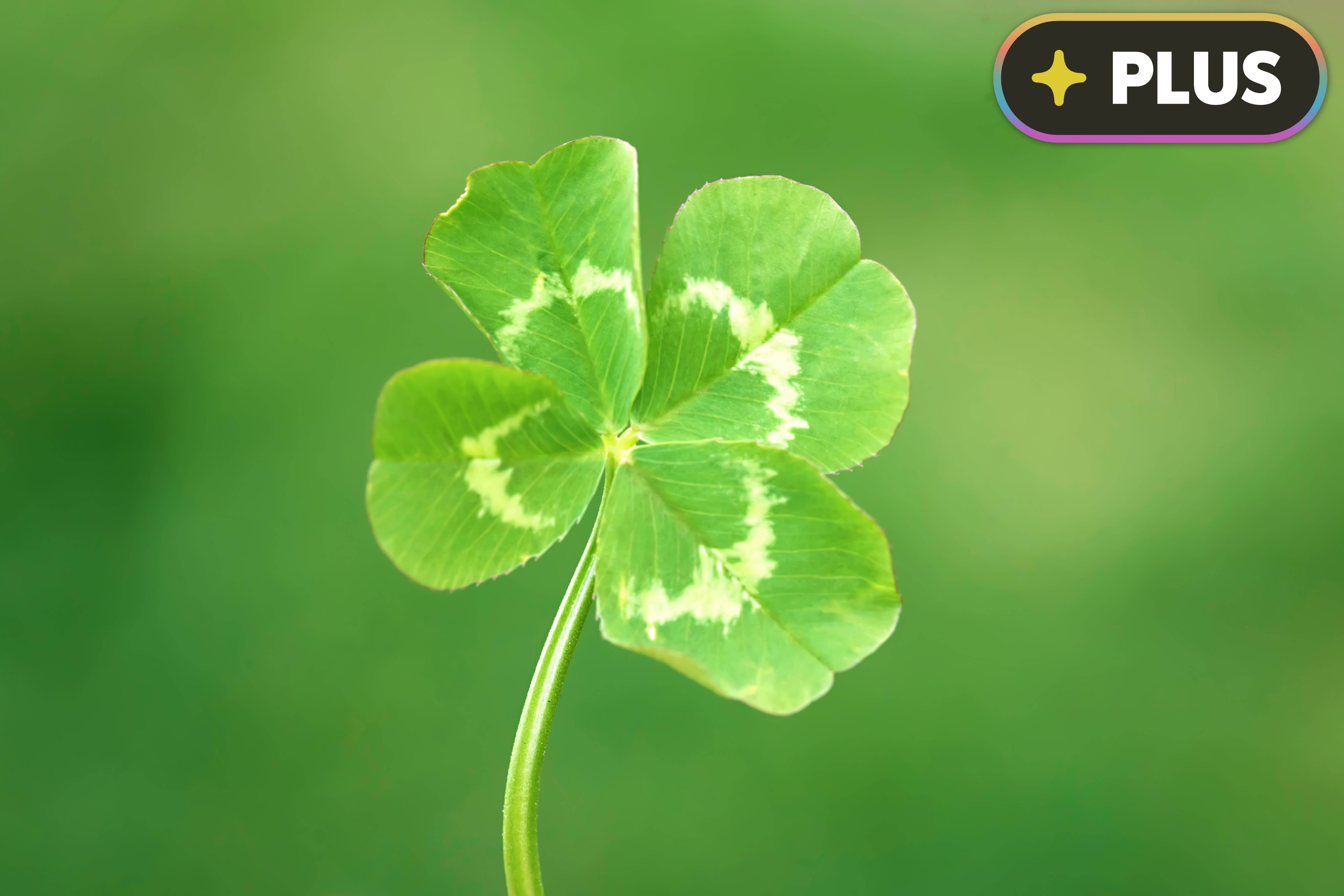 Four-leaf clover on a green background, symbolizing luck, with a "PLUS" sign in the corner for positive article context