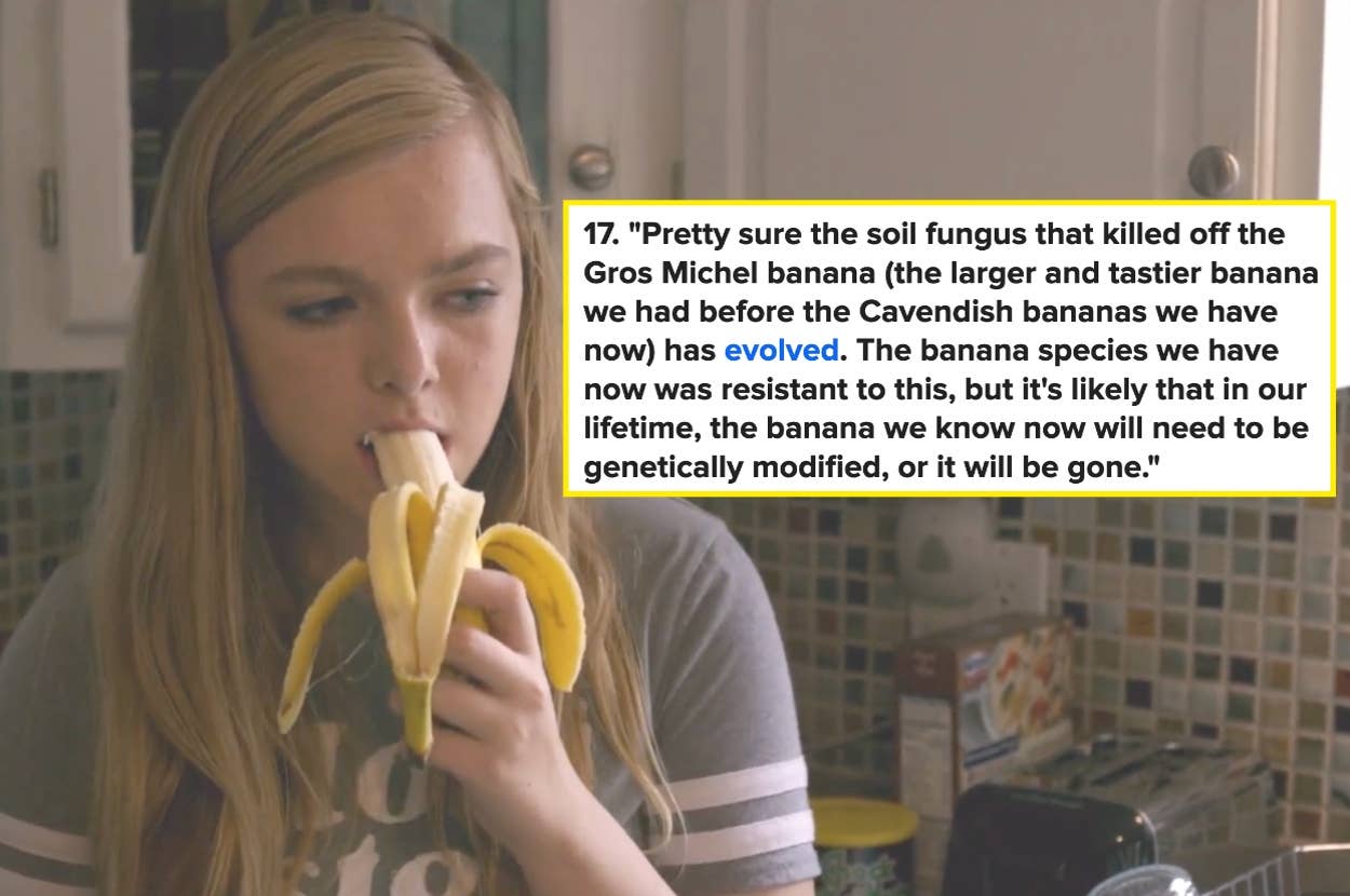 A person eating a banana in a kitchen. A highlighted text mentions the evolution of banana species due to a soil fungus affecting Gros Michel bananas