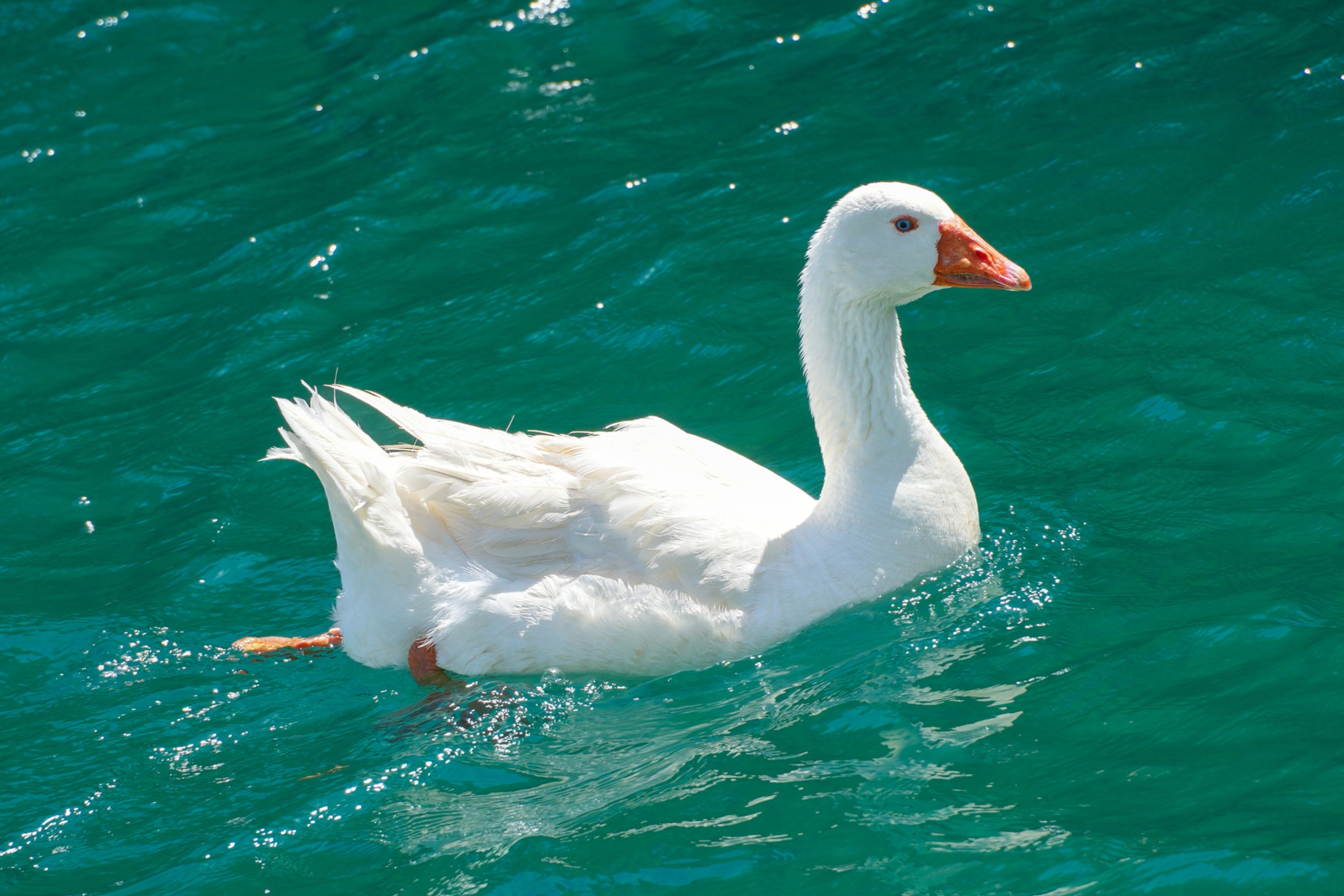 Be A Goose For 24 Hours And I'll Reveal Which Goose Food Would Be Your Fave