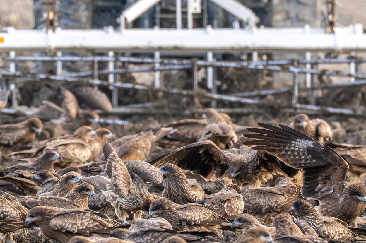 おびただしい数のトビ（もみじ卍ゅうさんのXアカウントより）