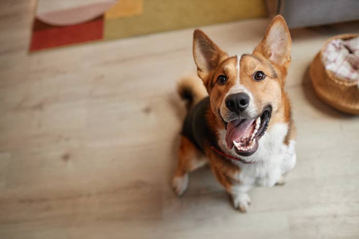 Happy dog looking up with mouth open, sitting on a wooden floor. Basket with a blanket is nearby