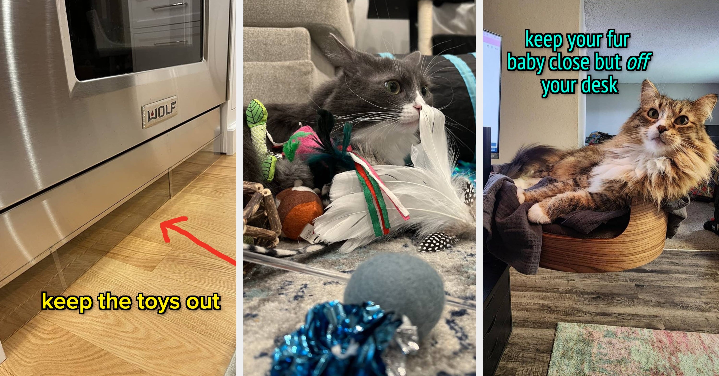 If You Own A Cat, Get Over Here And Read These 22 Useful Tips