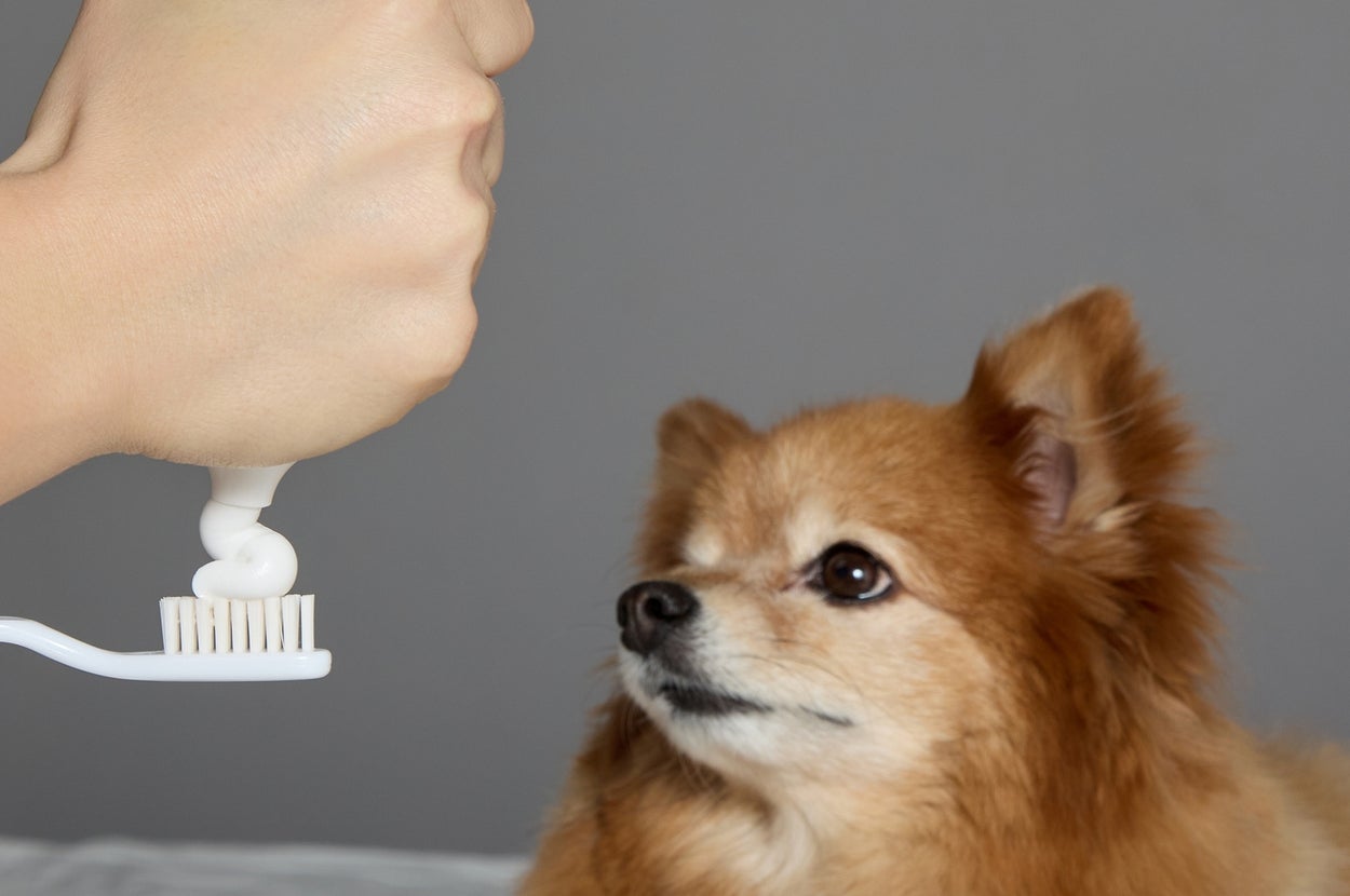 犬が歯ブラシに歯磨き粉を出す手元を見つめている。