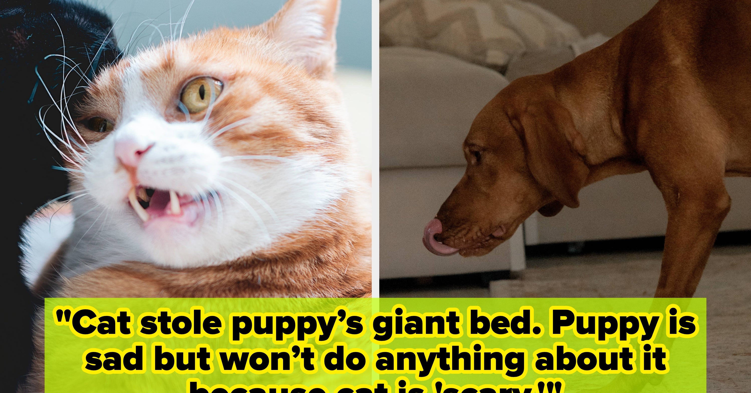 "They Started Marking Their Territory On Each Side Of The Border...By Pooping And Peeing": People Are Sharing The Drama Happenging Amongst Their Pets Right Now