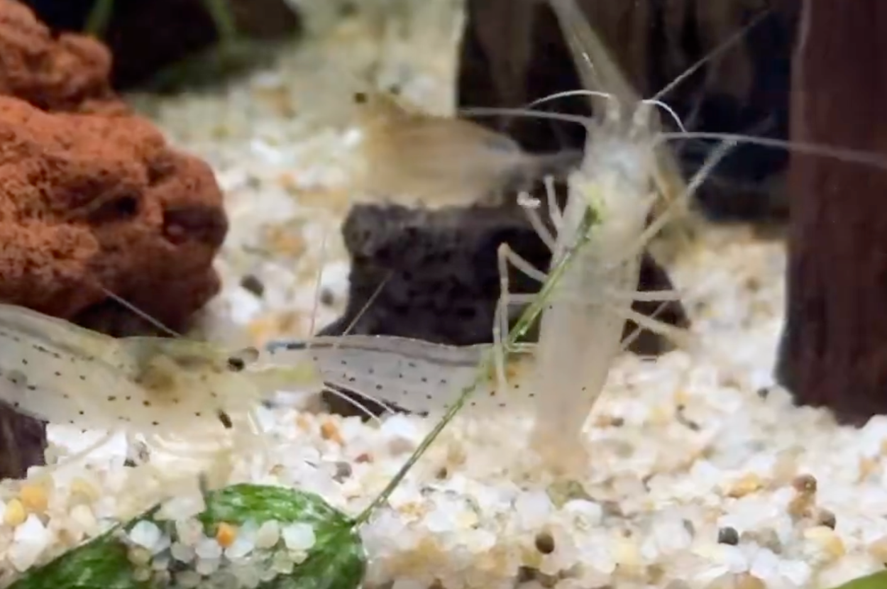 葉っぱと格闘するヤマトヌマエビの「えびちゃん」 / 飼い主さんのXアカウントより（@aquaristEBICHAN）