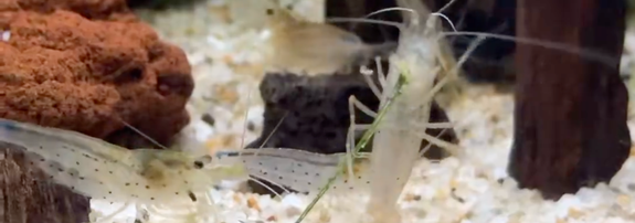 葉っぱと格闘するヤマトヌマエビの「えびちゃん」 / 飼い主さんのXアカウントより（@aquaristEBICHAN）