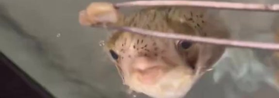 エサを狙うハリセンボンの「りーちゃん」（Kelly@11/30アクアリウムバス出店さんのXアカウントより）