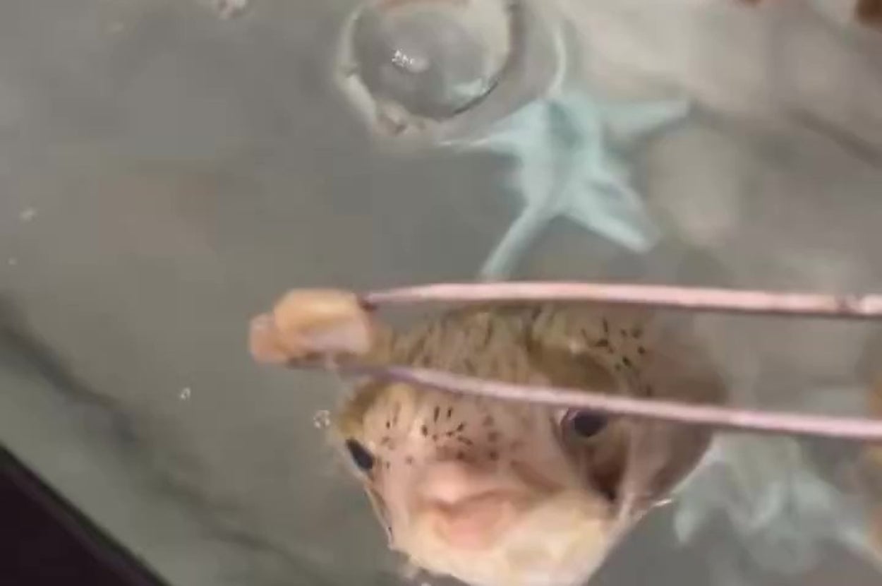 エサを狙うハリセンボンの「りーちゃん」（Kelly@11/30アクアリウムバス出店さんのXアカウントより）