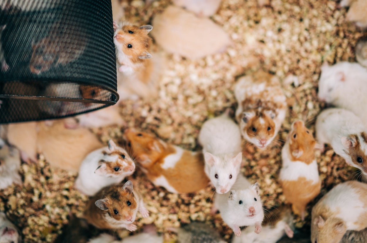 複数のハムスターが小屋の中で集まっている様子。上から見た視点。