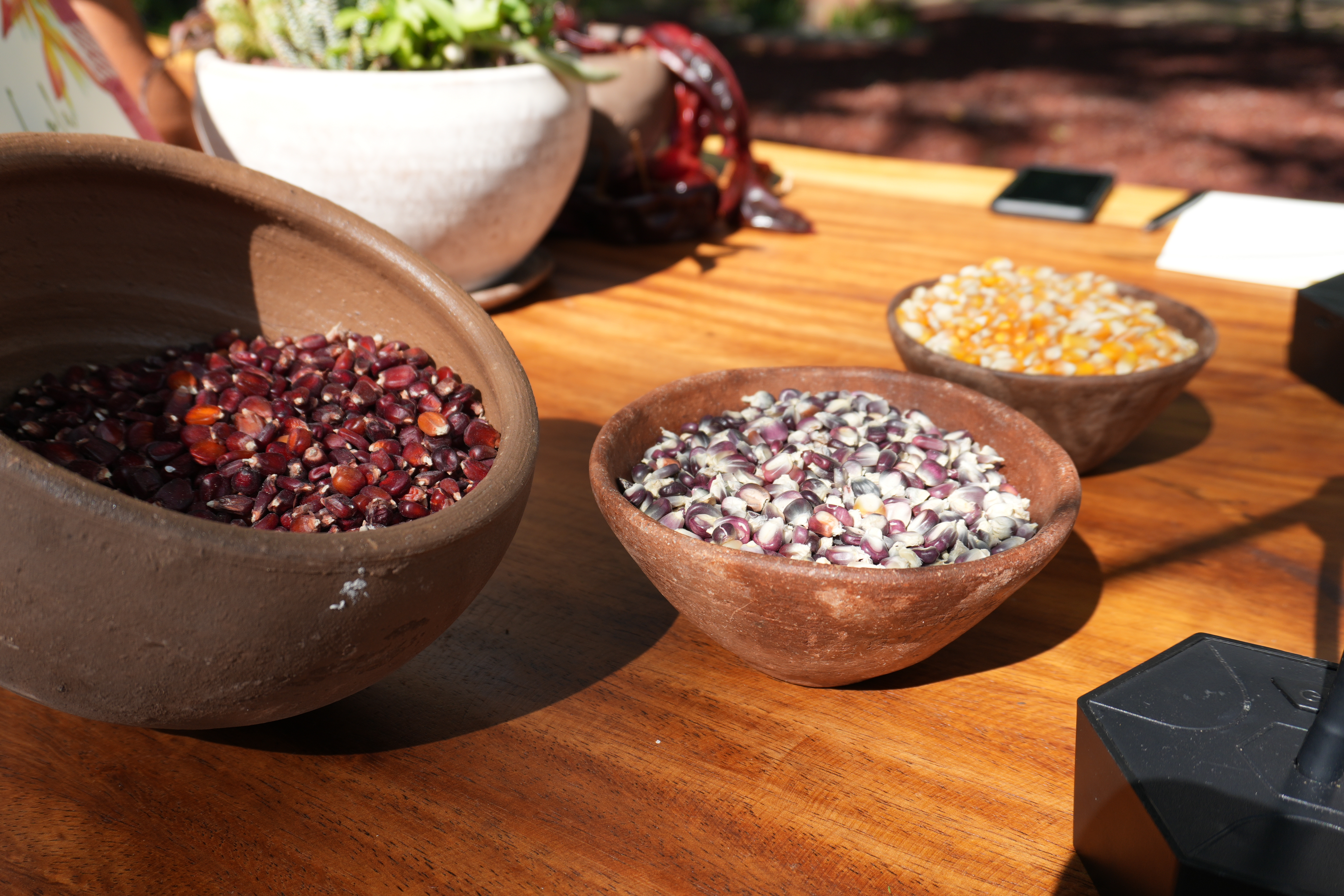 Bowls of various corn kernels on a wooden table, including red and yellow corn, showcased in a sunlit setting