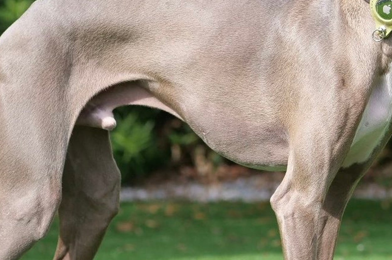 普段のプットくん / プットさんのXアカウント（@IGGY_PUTTO）より