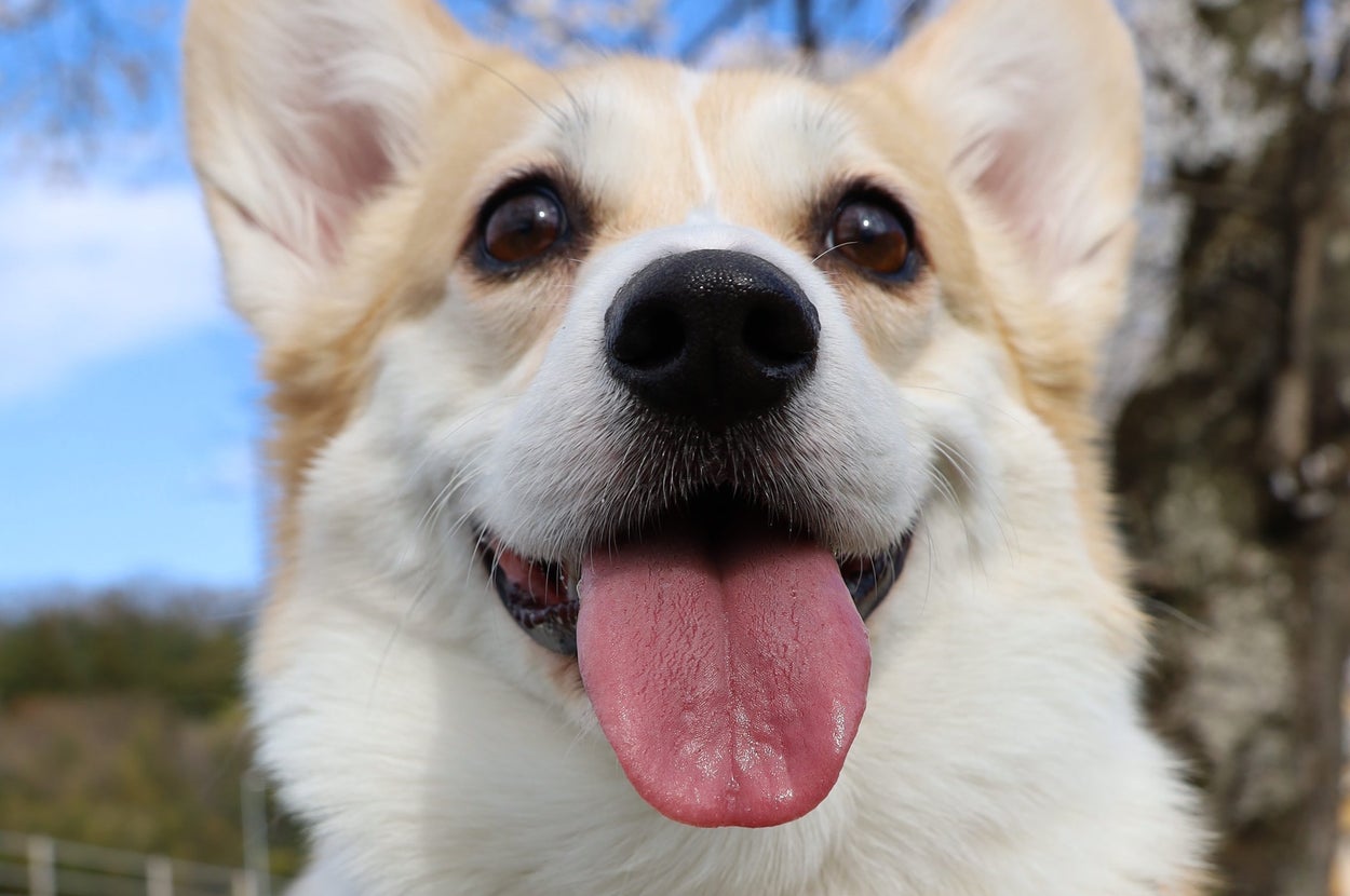 コーギーのあんずちゃん / ばなななさん（@Banana_corgi7）のXより