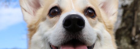 コーギーのあんずちゃん / ばなななさん（@Banana_corgi7）のXより