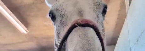 馬の鼻先の「驚異の弾力」（㈱白井牧場のXアカウントより）