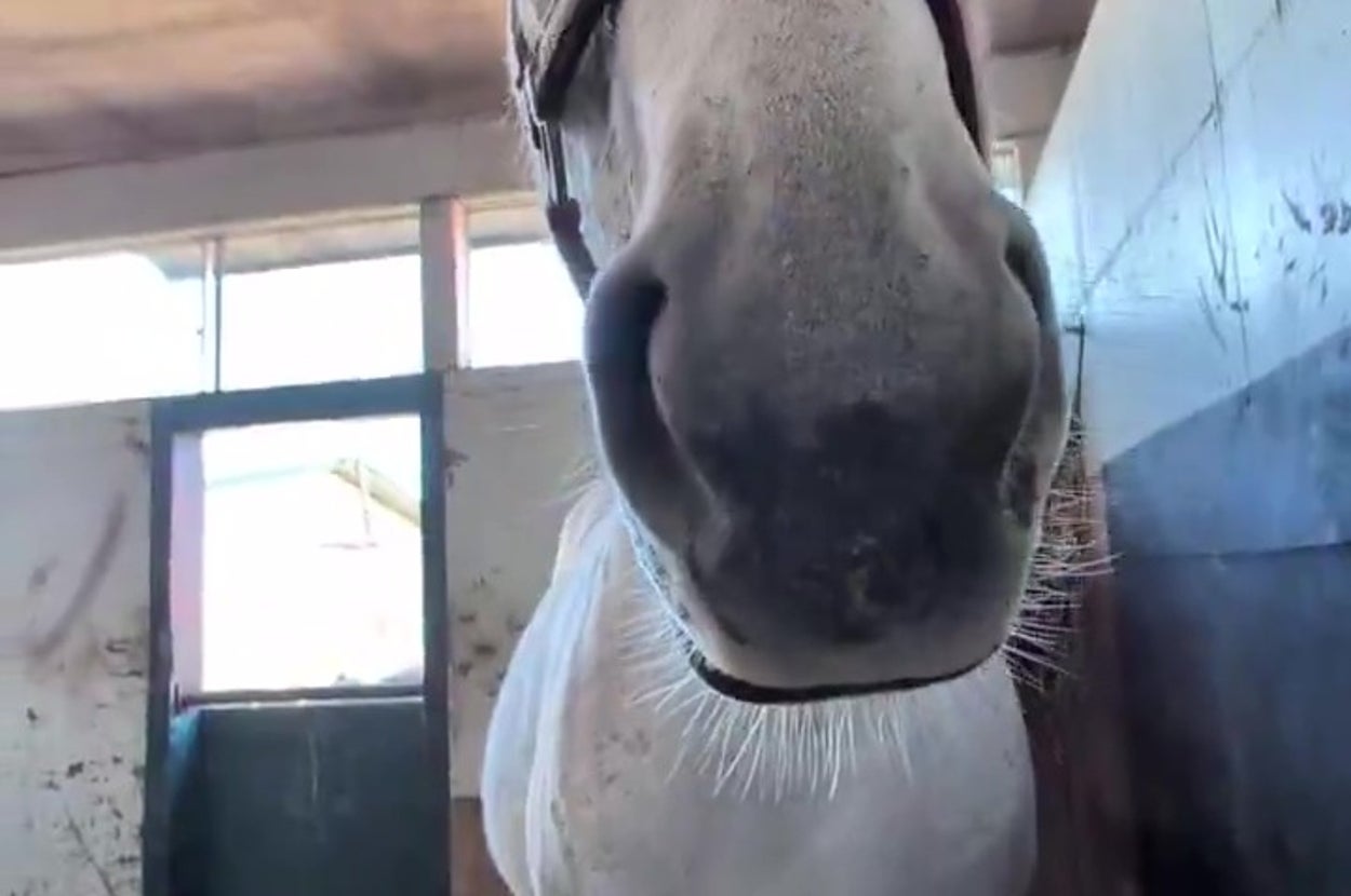 馬の鼻先の「驚異の弾力」（㈱白井牧場のXアカウントより）