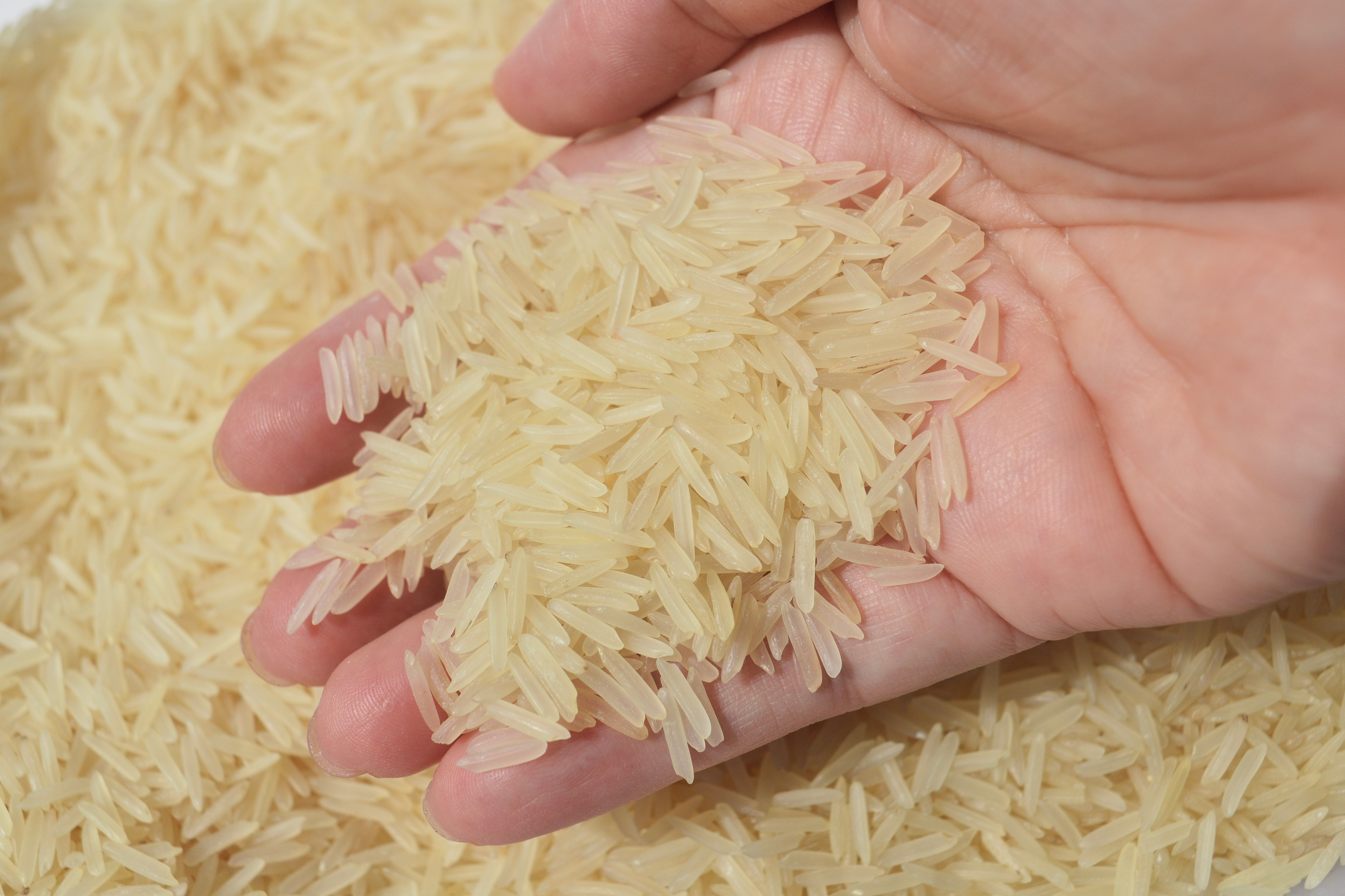 Hand holding a handful of uncooked rice over a larger pile of rice