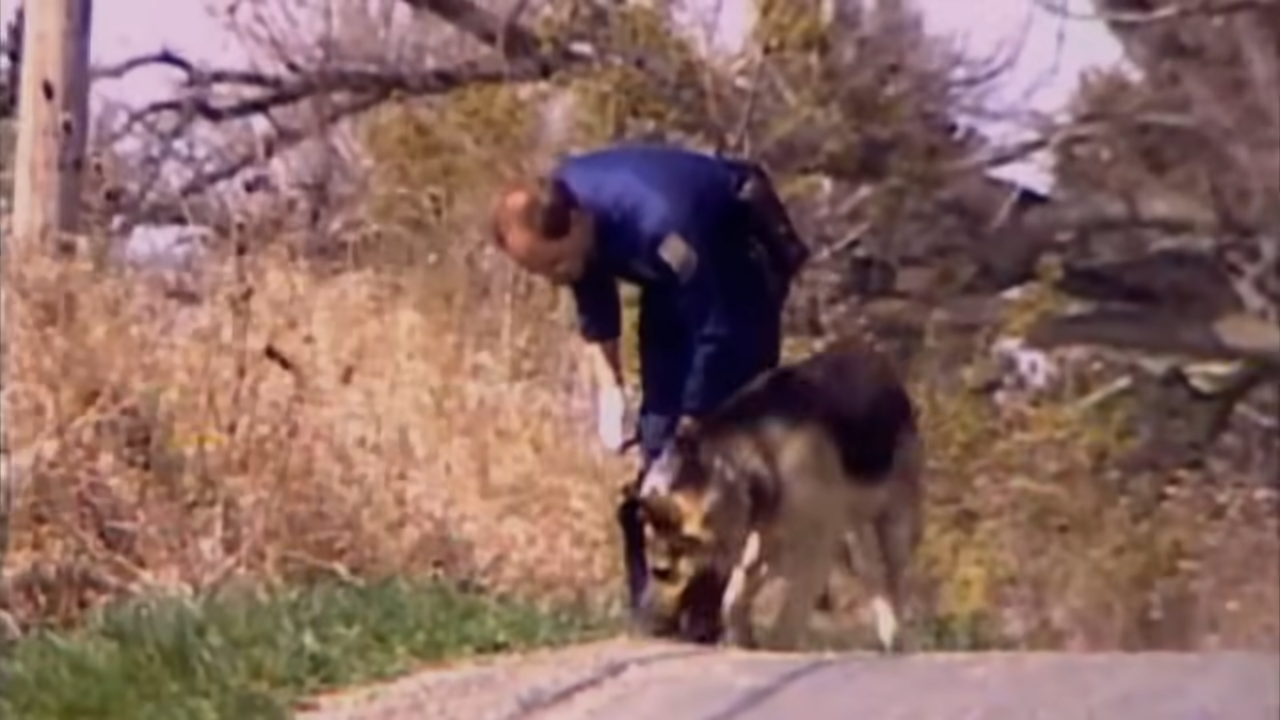 Police serviceman kneels to cheque a dog's collar connected a agrarian path