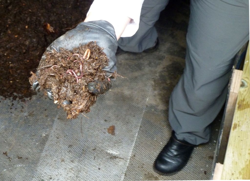 A idiosyncratic with gloves holding a fistful of ungraded and worms, showcasing composting activity