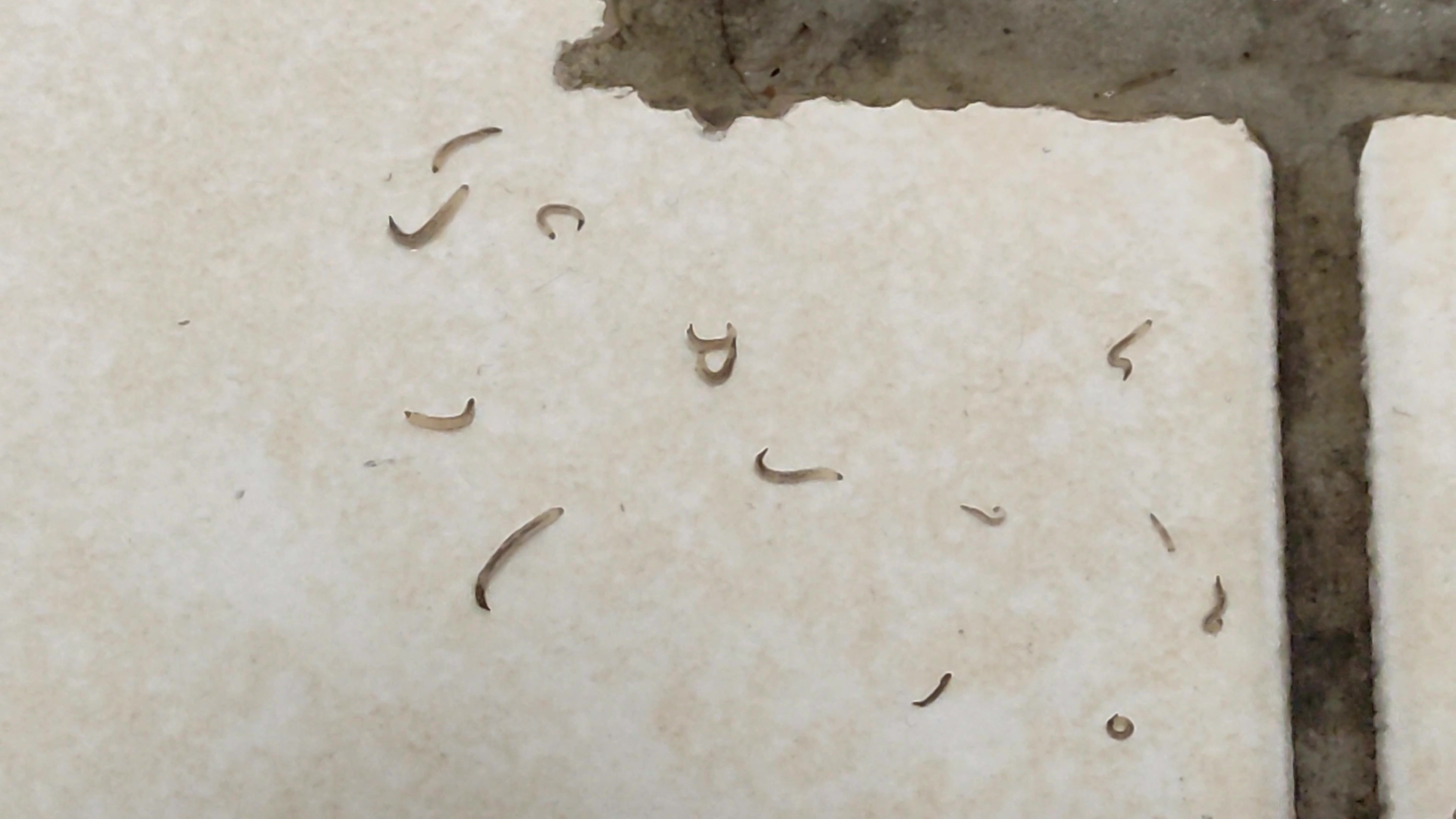 Close-up of level tiles with tiny pieces of hairsbreadth and ungraded successful the corners