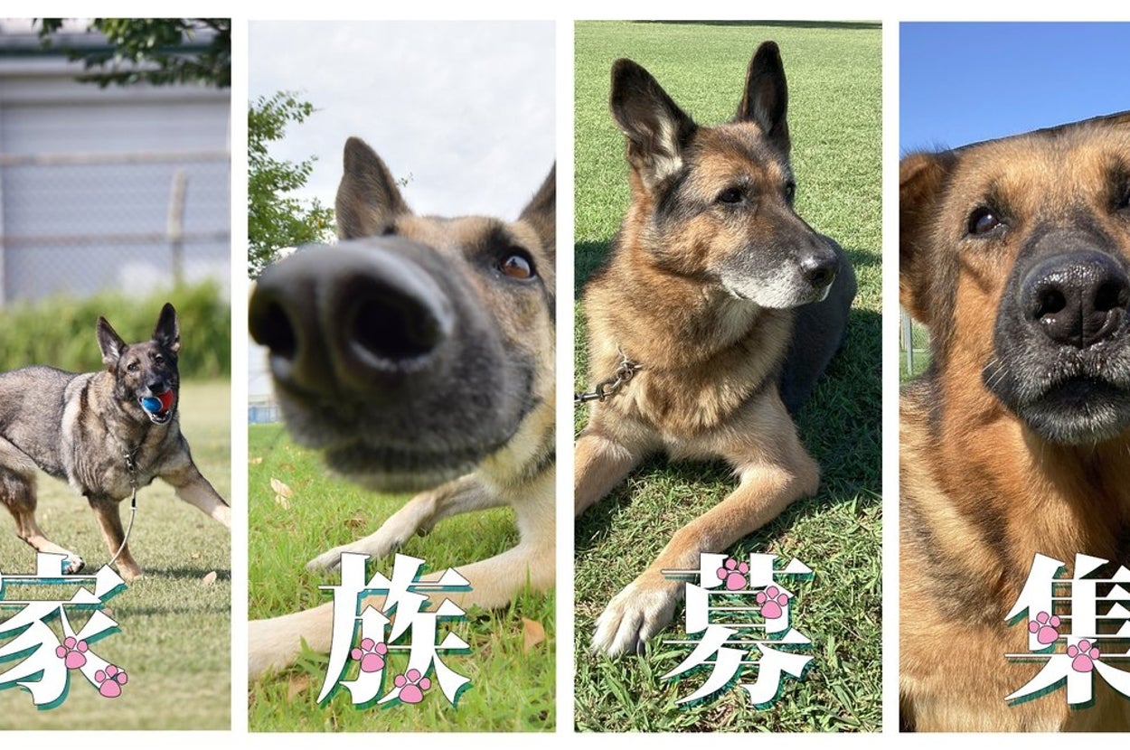 家族募集中の警備犬たち（航空自衛隊 小牧基地（Official）のXアカウントより）