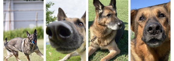 家族募集中の警備犬たち（航空自衛隊 小牧基地（Official）のXアカウントより）