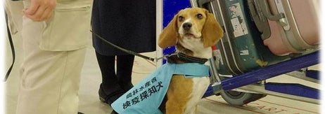 動植物検疫探知犬（動物検疫所「動植物検疫探知犬について」のページより）